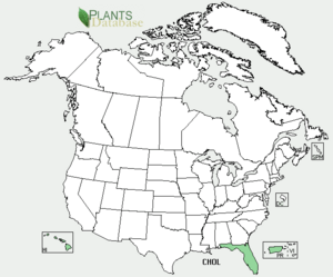Distribution of Chrysophyllum oliviforme in the USA