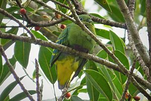 Dwarf Fruit Dove. Ptilinopus nainus (48694013797) (cropped).jpg