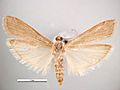 Ephestia kuehniella female ventral