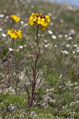 Erysimum arenicola 4714.JPG