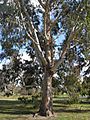 Eucalyptus Chapmaniana 5201