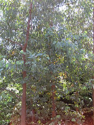 Eucalyptus alligatrix Gardenology.org-IMG 9342 rbgm10dec.jpg