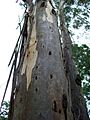 Eucalyptus amplifolia trunk