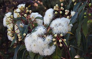 Eucalyptus calophylla flowers2 Cataby email.jpg