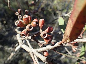 Eucalyptus clivicola fruit(2)