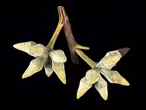Eucalyptus glaucina buds