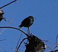 European Starling Klamath Falls