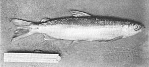 FMIB 49704 Gwyniad, caught by H Anderson, Esq Ullswater 1904.jpeg