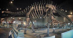 FMNH Apatosaurus Pano.jpg