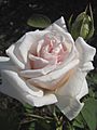 Fitzhardinge rose Lady Edgeworth David 1939