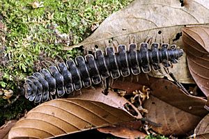 Flat-backed (tractor) millipede (Polydesmus angustus) dorsal