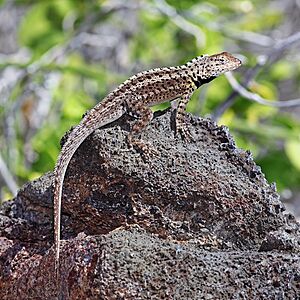 Floreana-lava-lizard.jpg