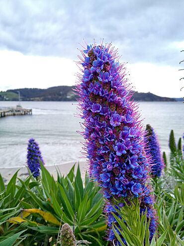 Flower in Dennes Point.jpg