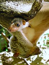 Flying Lemur & Baby, Bohol