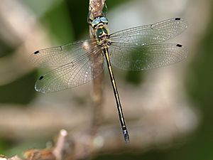 Forest Mosquitohawk (male) 9839.jpg