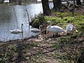 Four Mute Swans