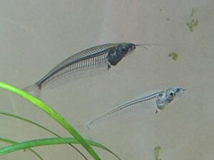 Glass Catfish (Kryptopterus bicirrhis) (5520681894).jpg