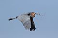 Goliath Heron, Ardea goliath at Marievale Nature Reserve, Gauteng, South Africa (29321456312)