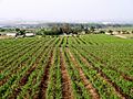 Grape vineyards Viticulture Farming Sula winery Nasik Maharashtra India