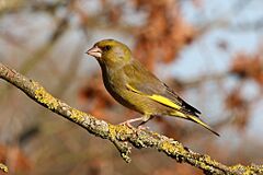 Greenfinch (Chloris chloris harrisoni) male.jpg