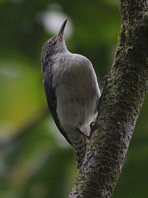 Grey-mantled Wren