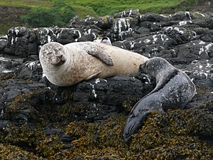 Grey seal breast feeding 1150144