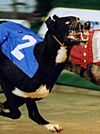 Greyhound Black Buster pictured in 1998.jpg