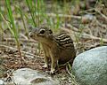 Groundsquirrel4-300