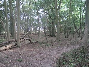 Hardwick Wood 1.jpg