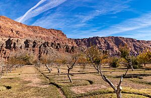 Historic Fruit Orchard At Lees Ferry Arizona