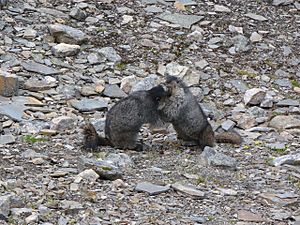Hoary marmots wrestling