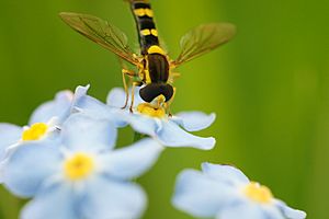 Hover Fly feeding on forget-me-not flower 2