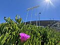 Iceplant located at the Oakland Coliseum perimeter
