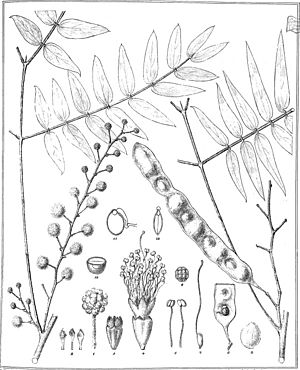 Iconography of Australian species of Acacia and cognate genera (1887) (20785677601)