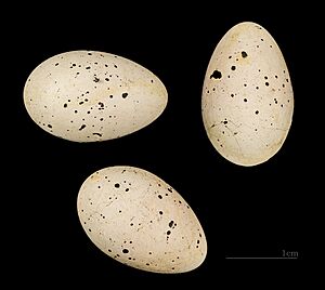 Iduna pallida elaeica MHNT225 Grèce