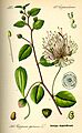 Illustration Capparis spinosa0