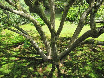 Japanese garden tree branches