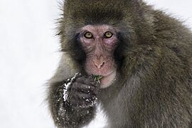 Japanese macaque also called snow monkey 04