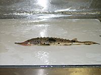 Juvenile lake sturgeon (Goulais B) 2