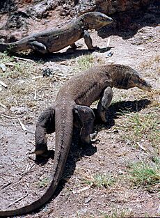 Komodo Dragons in the wild on Rinca island Indonesia.