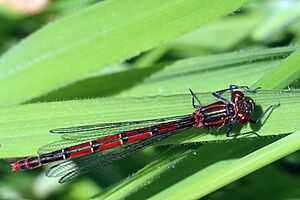 Large Red damselfly (Pyrrhosoma nymphula) female