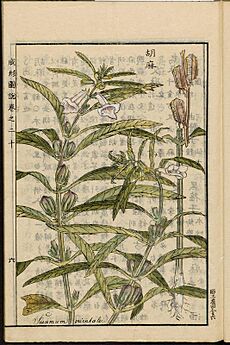 Leiden University Library - Seikei Zusetsu vol. 20, page 006 - 胡麻 - Sesamum indicum L., 1804