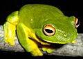 Litoria chloris