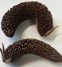 Male cones of Araucaria angustifolia