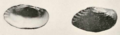 Medionidus simpsonianus 1905