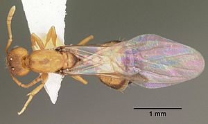 Monomorium pharaonis casent0104094 dorsal 1