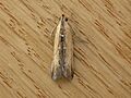 Morosaphycita oculiferella