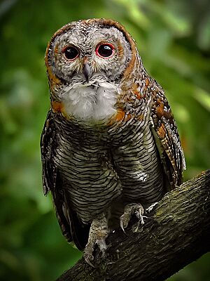 Mottled wood owl (Strix ocellata) by Shantanu Kuveskar.jpg