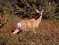 Mule Deer on Clearwater 1