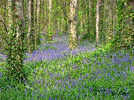 Narrow Water Bluebells - geograph.org.uk - 1420536.jpg